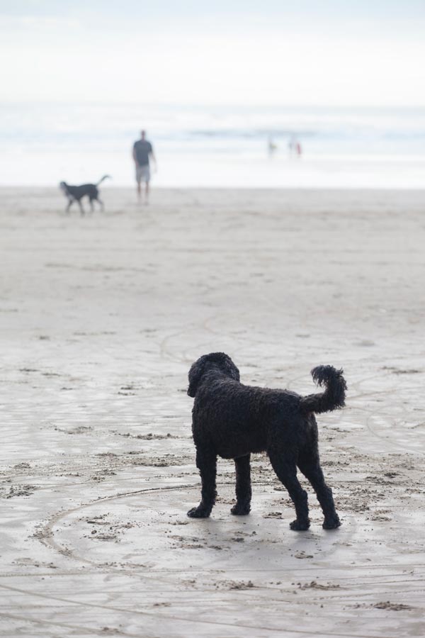 dog tillamook coast72