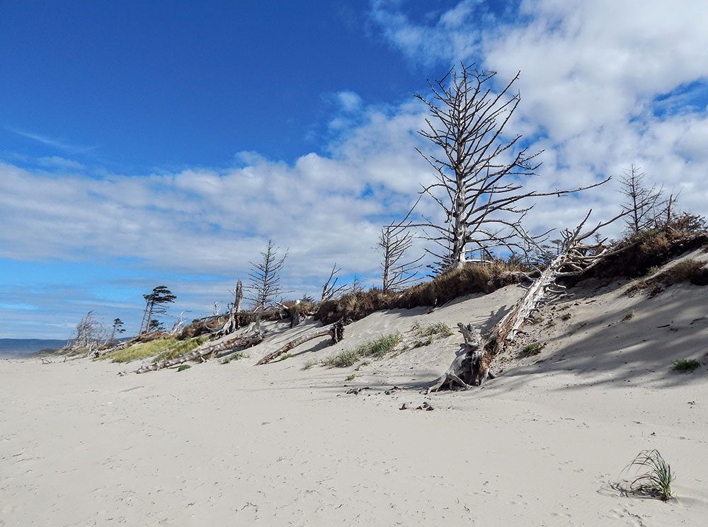 Sandy beaches lead to forest like trails.