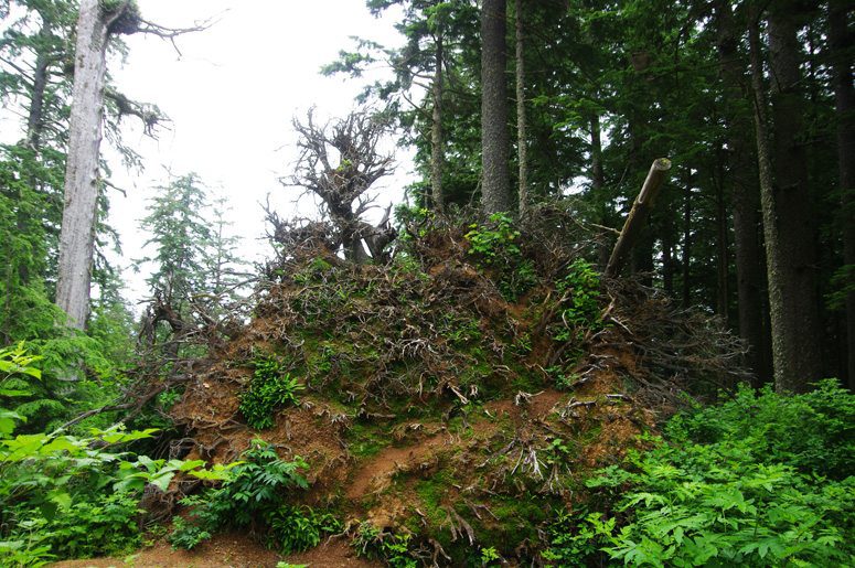 Roots of the 800-foot Sitka Spruce