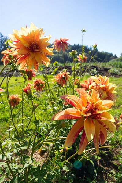 Giraffe - 1940s Heirloom dahlia 