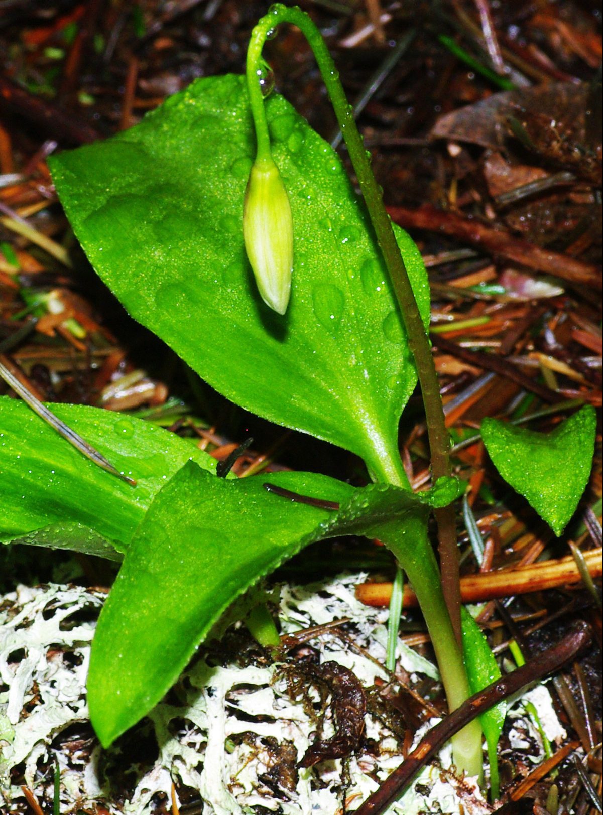 Elegant Fawn Lily near the Mt. Hebo Fen.