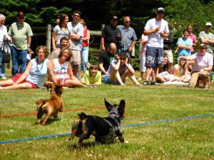Dachshund Races Rockaway Beach Oregon