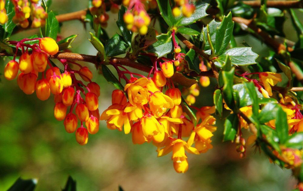 Barberry0383