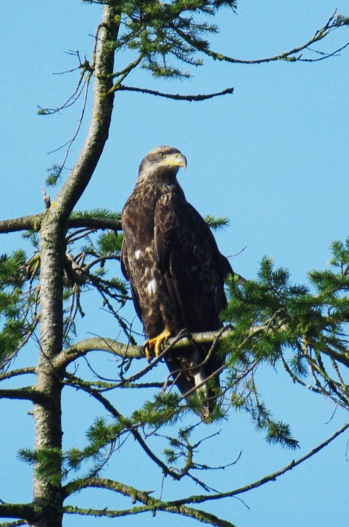 Eagle8019