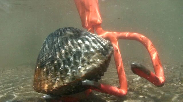 grants getaways clamming 3 2021 06