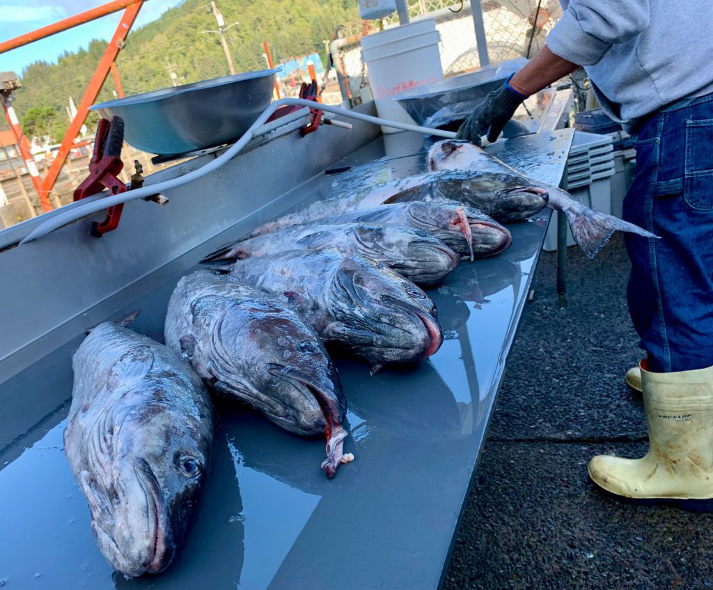 fishmonger the spot garibaldi