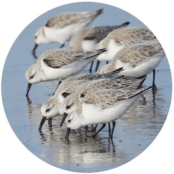 img circle ocean birds