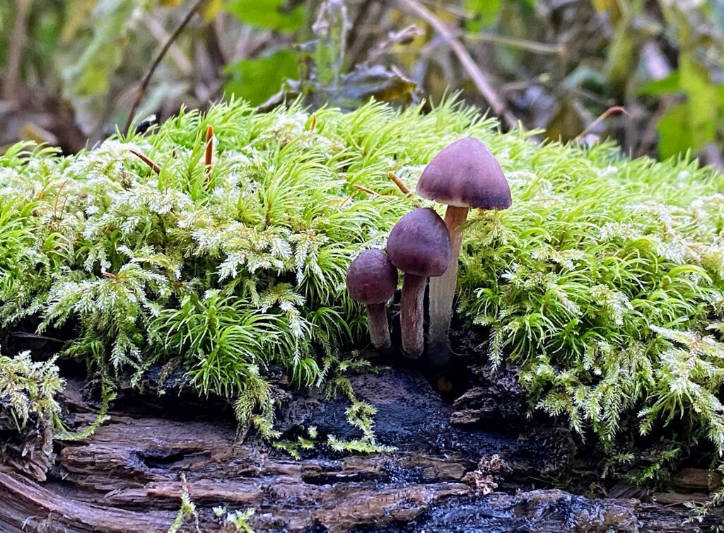 forest log mushroom moss