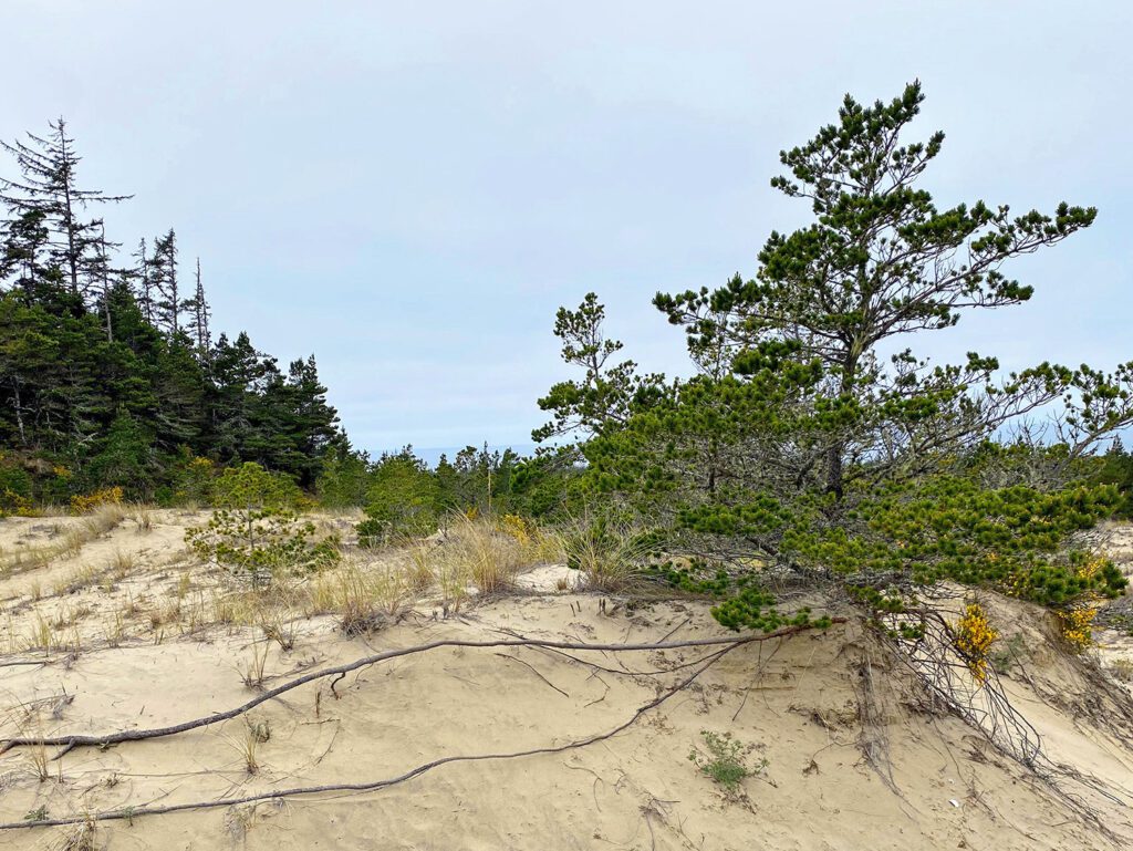 sand dune trees grass