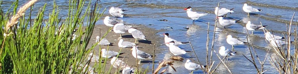 birdwatch coast banner