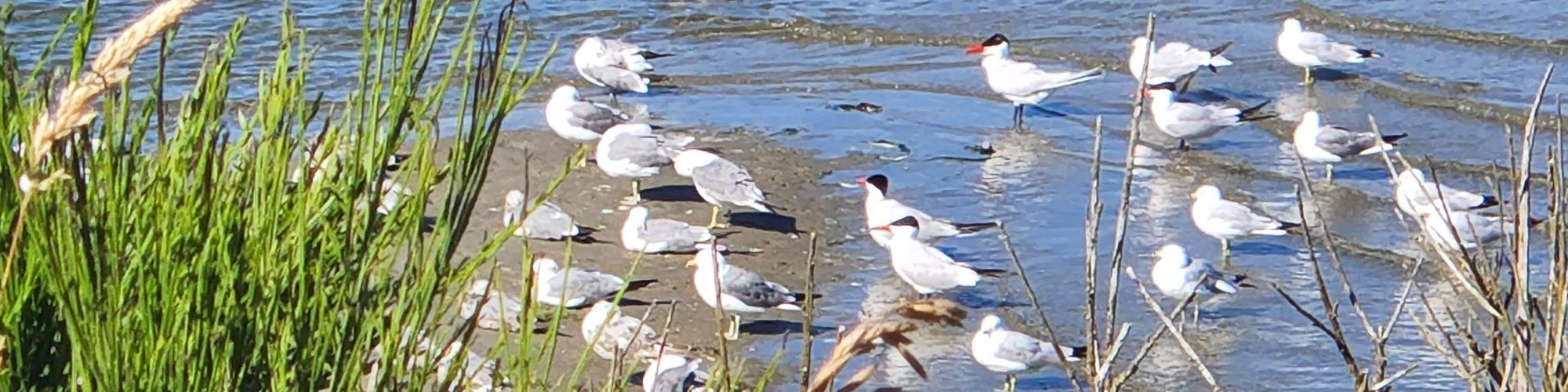 birdwatch coast banner