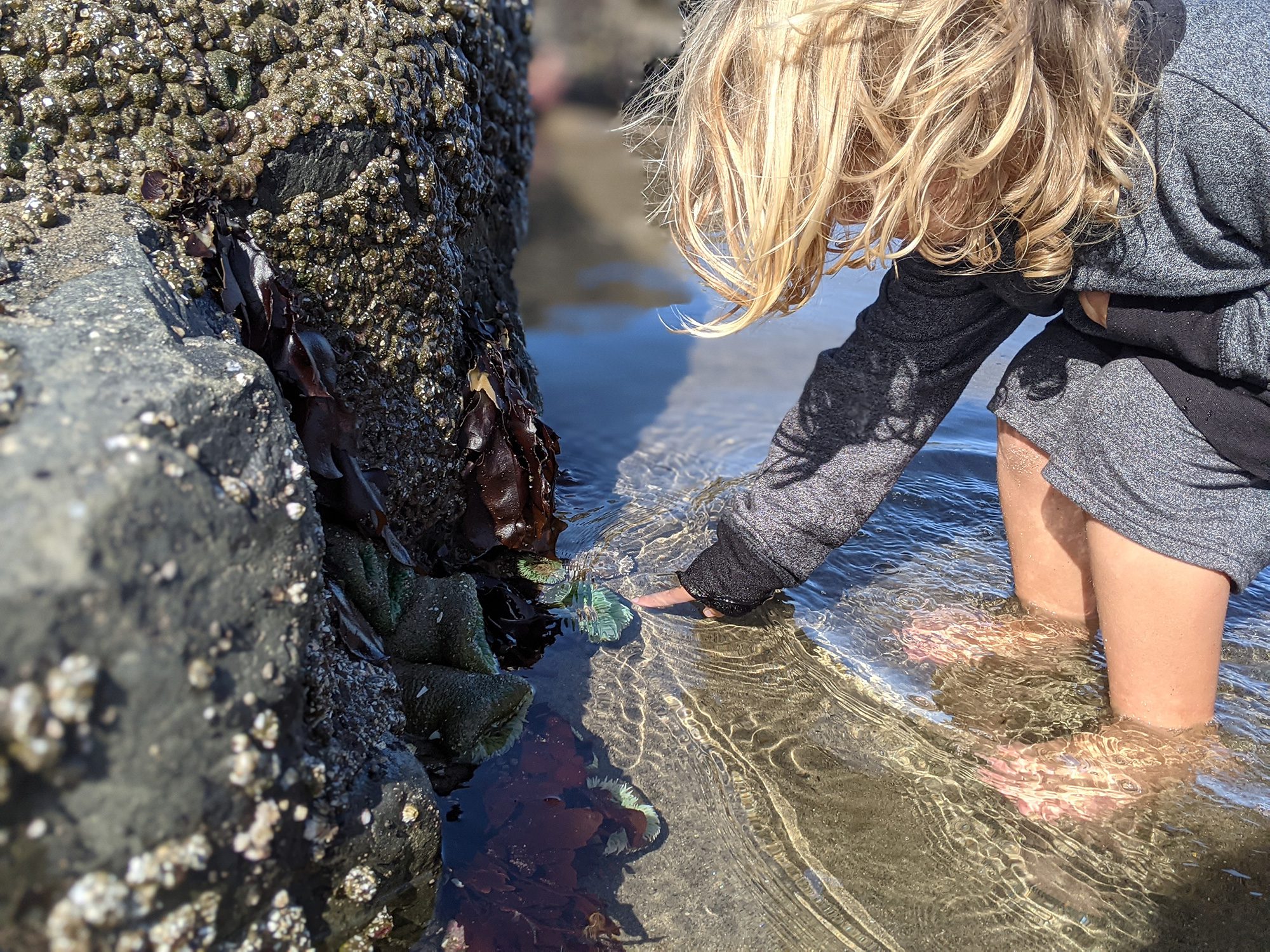 Barview child touching sea anemone tide pool