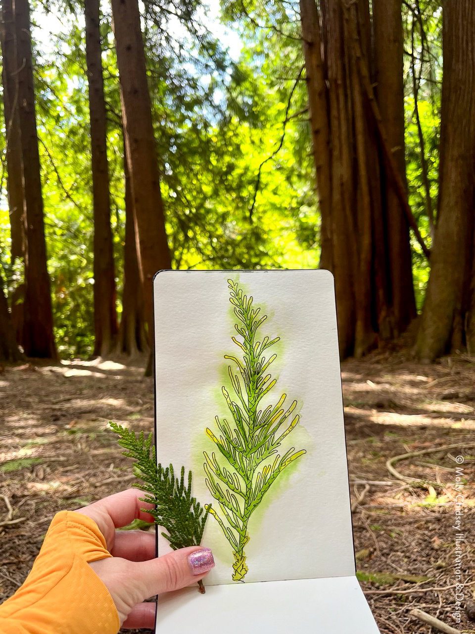 Botanical Illustration MollyChidsey 3 dLA6af