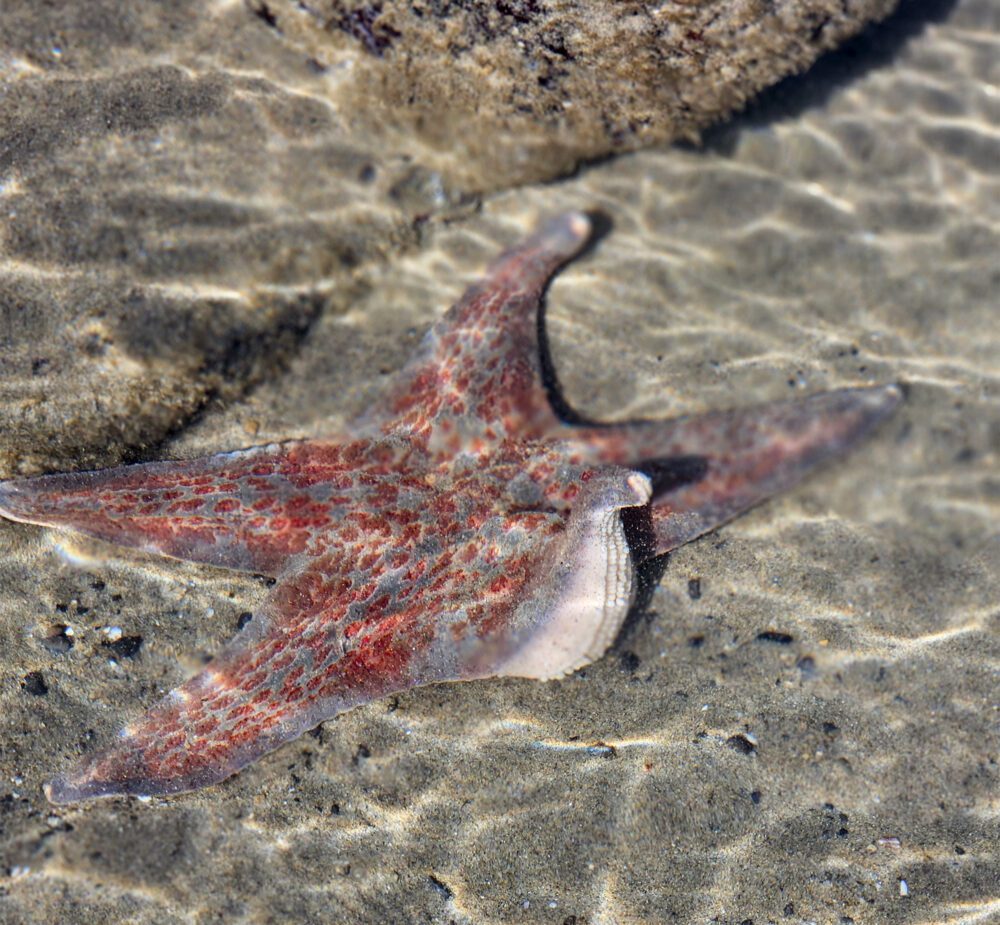Oceanside sea star underwater tide pool