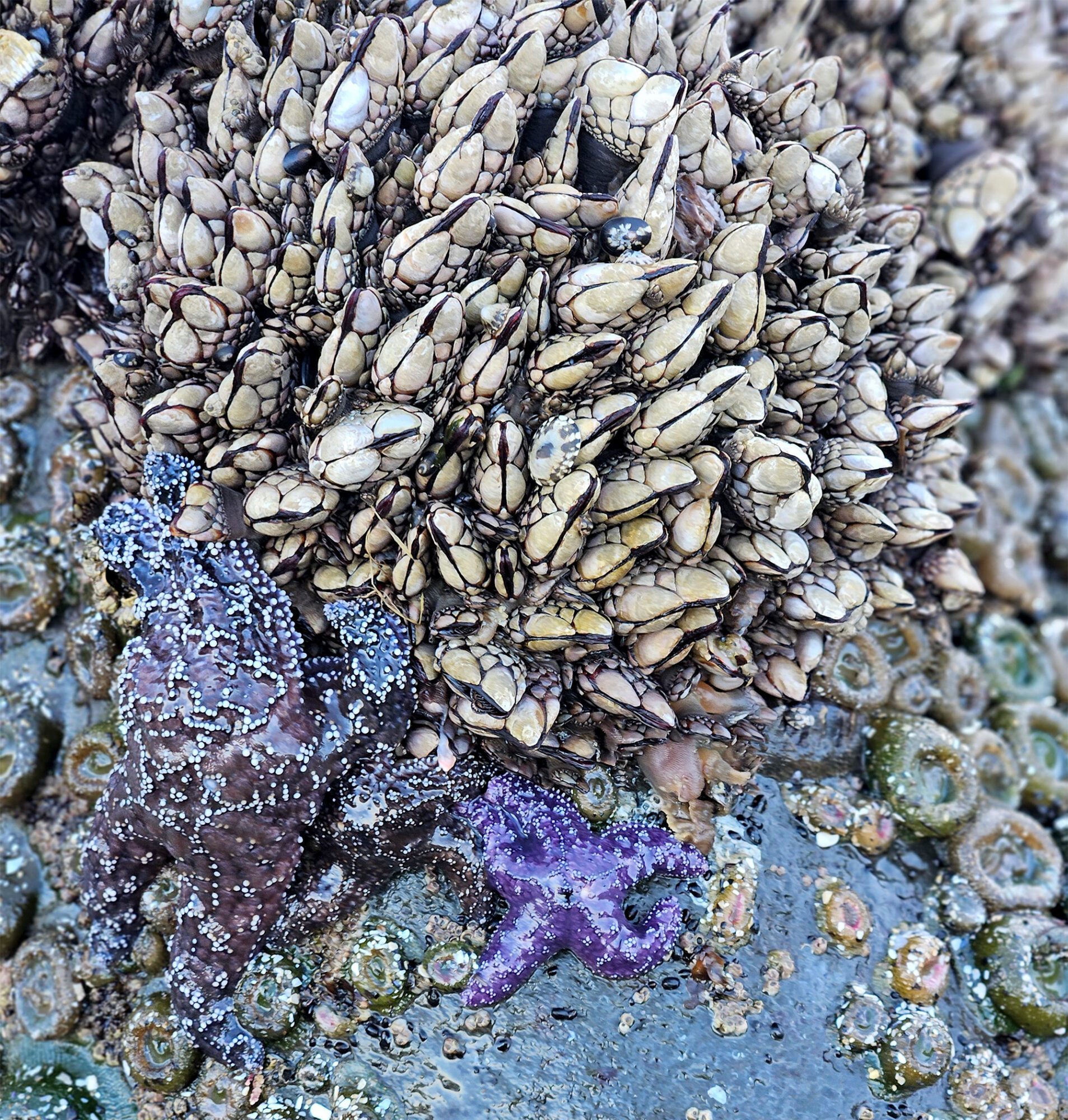 Short Beach barnacles and purple sea stars tide pool
