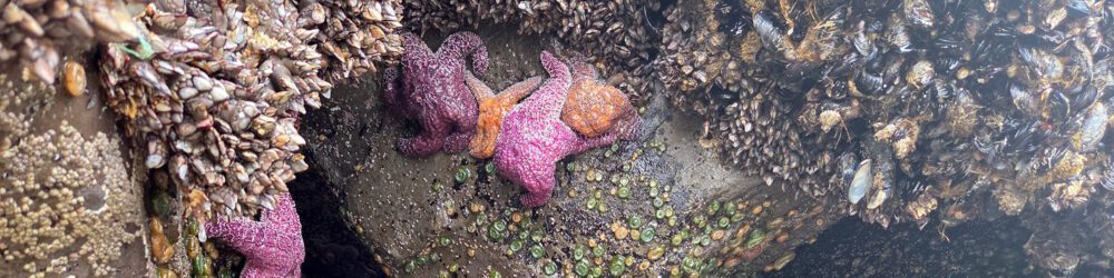 banner top tidepool spots