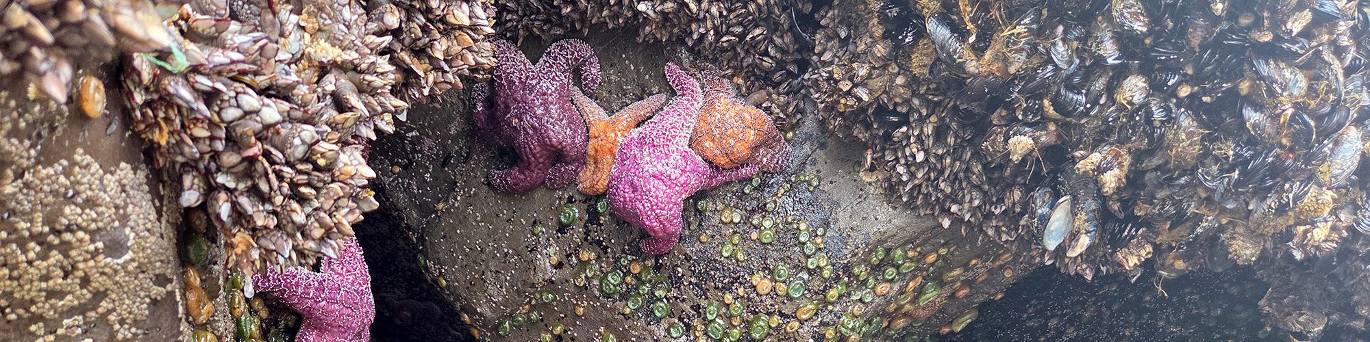 banner top tidepool spots