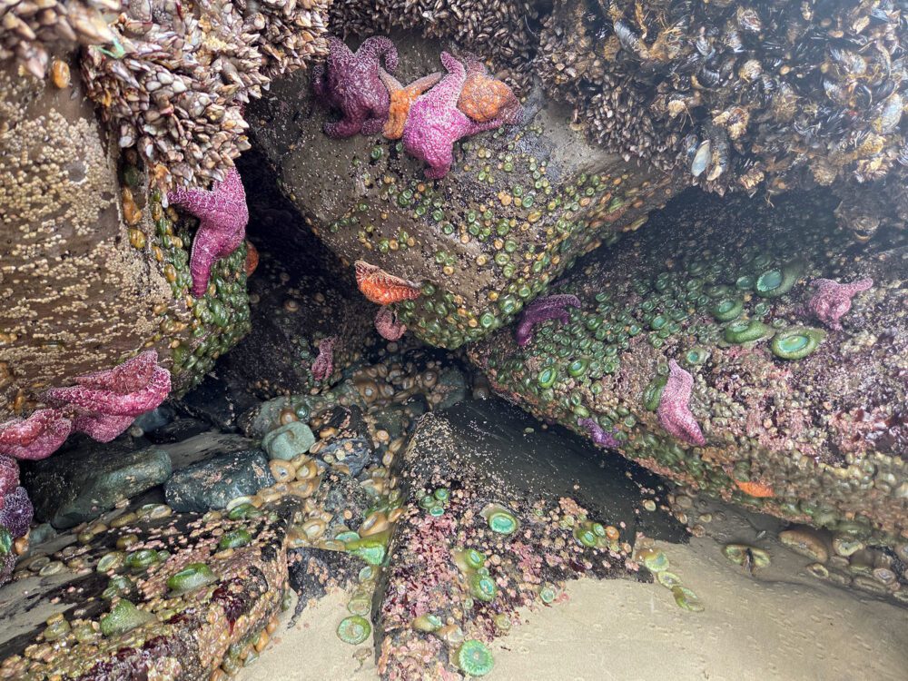 ochre sea stars and anemones tide pool