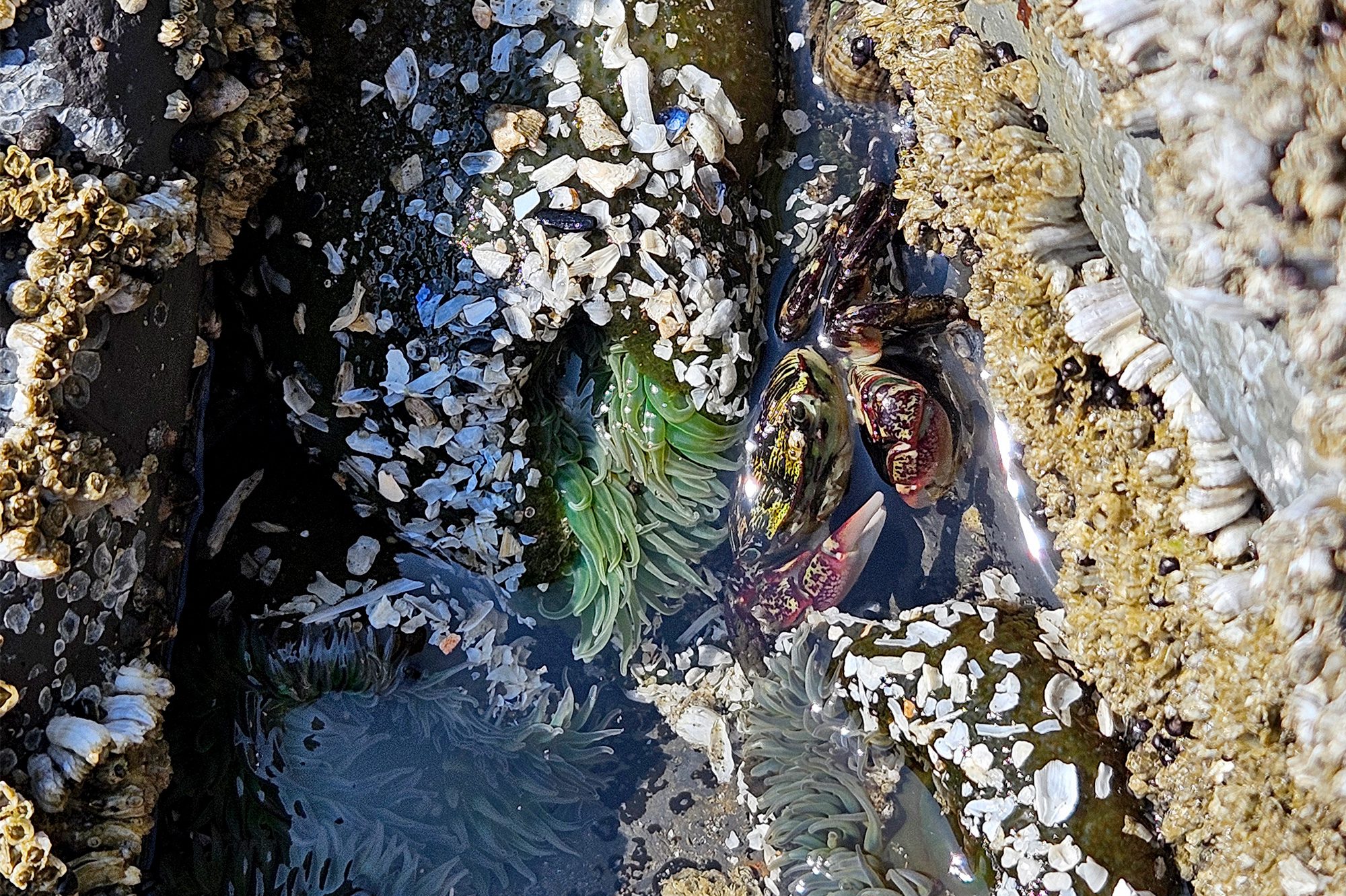 short sands shore crab hiding in barnacles tide pool