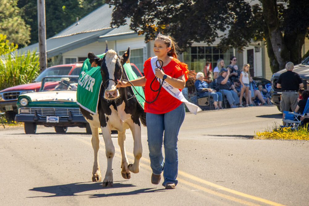 Clovers Day Celebration Cloverdale Parade woman leading cow