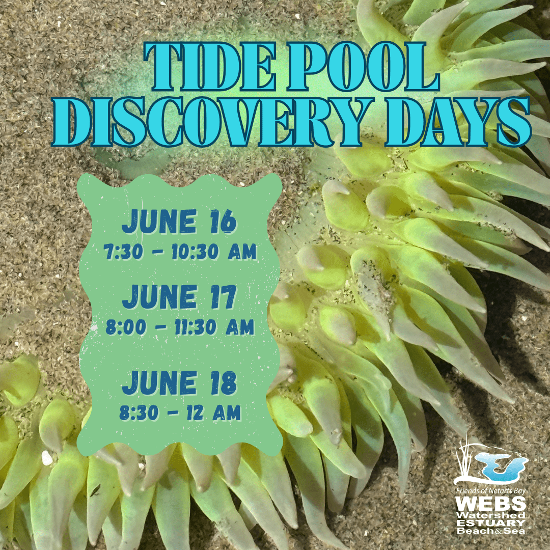 June Tide Pool Days 2026 1 qg4bA1