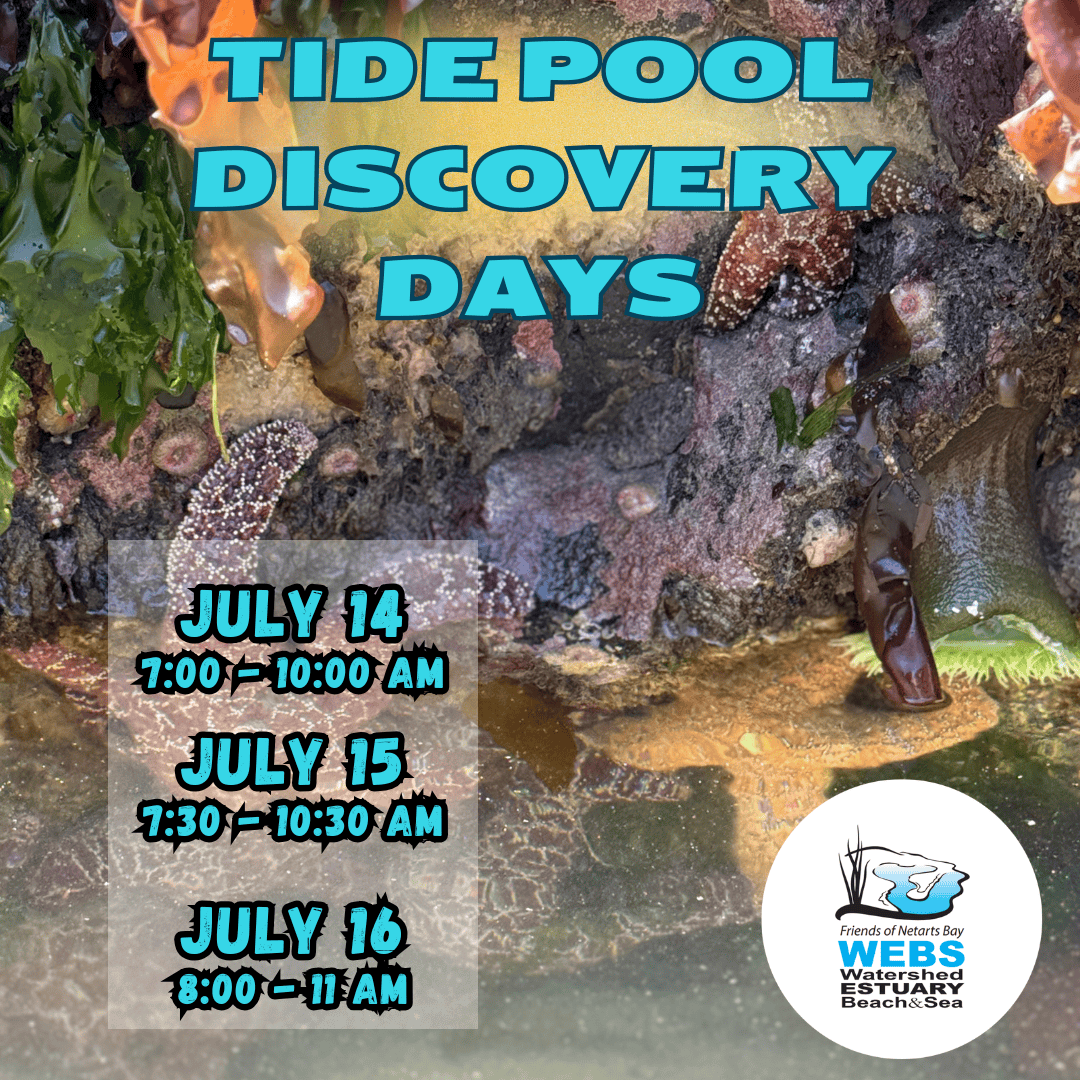 July Tide Pool Days 2026 i9WyW8