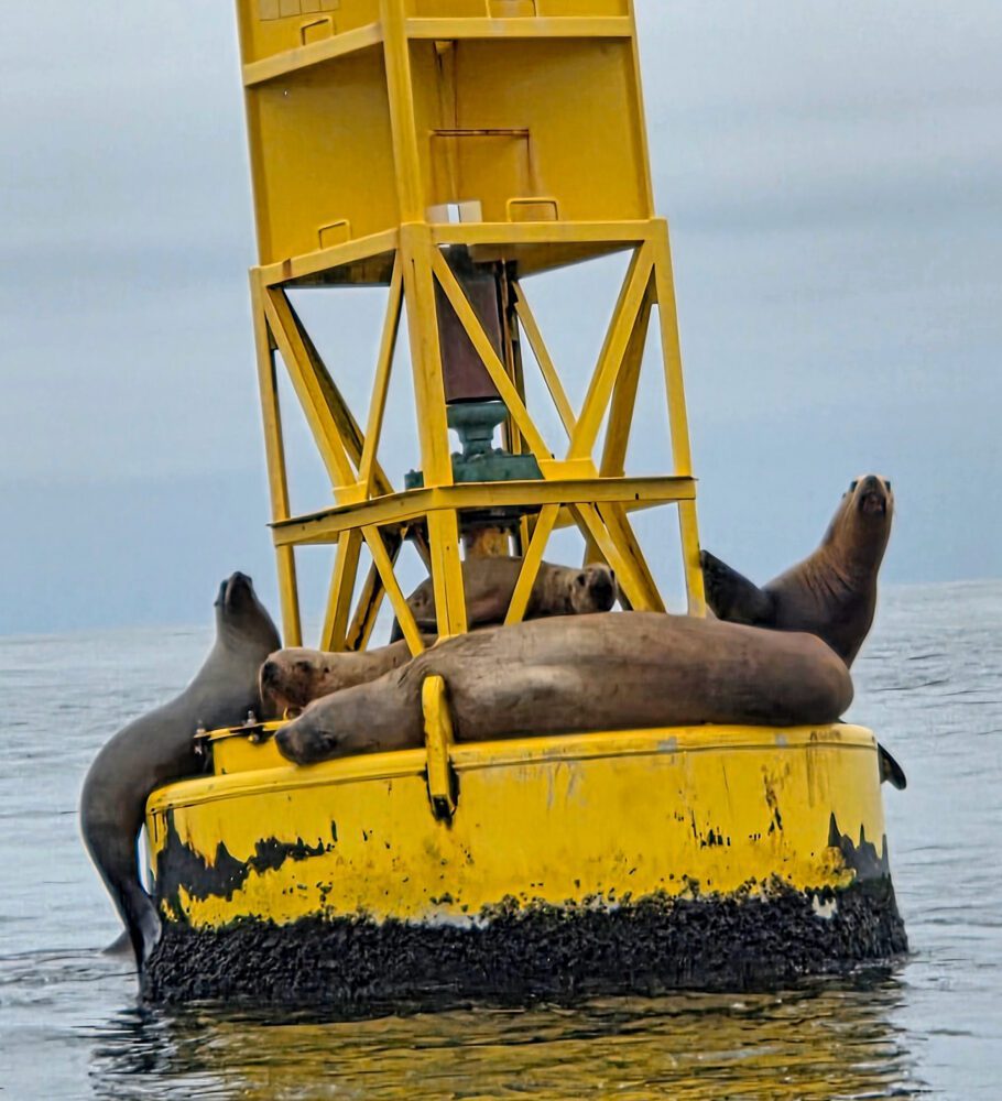 pacific city ocean buoy sea lions
